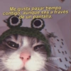 Me gusta pasar tiempo contigo, aunque sea a través de un pantalla. Gatitos para conquistar a tu CRUSH