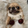 Perritos para reaccionar 13