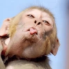 Macacos 5