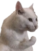 Gatitos Reacciones  11
