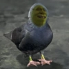🏰🟢 SHREK MOODS 🟢🏰 18