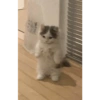 Random cat 1 24