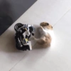 Hamster Reaction  10