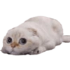 Gatos y algo mas 21