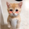 Gatito_depie 5