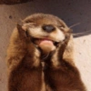 Otter 13