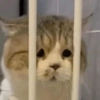 😽 Gatitos 😺 6