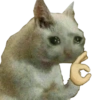 Gatitos Reacciones  8