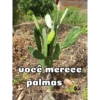 você merece palmas