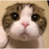 Gatitos randoms 10🤣😍 8