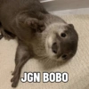 JGN BOBO
