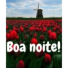 Boa noite Flores 6
