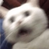 Gatitos Shitpost 😈🤑 15