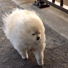 Perritos_random 14