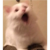 Gatinhosjj 16