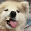 Animalitos para reaccionar  9