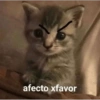 🐈‍⬛🤣Michis Lovers Para ti🤣🐈‍⬛ 7