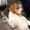 Perritos_random 6
