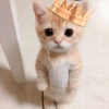 Gatito_depie 8