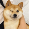 Animalitos para reaccionar  10
