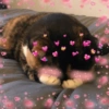 Gatitos_corazoncitos 15