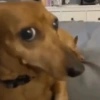 Reações cachorros 🐩 6
