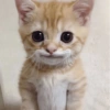 Gatito_depie 15