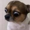 Perritos_random 11