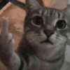 😡🐱 GATOS ENOJADOS 🐱😡 19