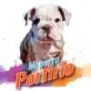 Mi perro Porfirio