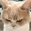 🤬💢 Mood Enojado 💢🤬 11