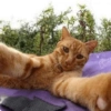 Selfie gatitos 😛 24