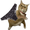Meme Kucing Lempar 😾 15