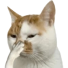 MEME KUCING 2 15