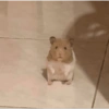 Hamster Reaction  8