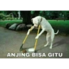 ANJING BISA GITU