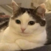 GATOS CURA DEPRESIÓN💕😻 6