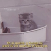 Gatitos para conquistar a tú CRUSH Yo si quería q fueras tú, pero tu no querías q fuera yo.