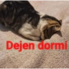 🐈‍⬛🤣Michis Lovers Para ti🤣🐈‍⬛ 10
