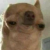 Perritos_random 10