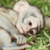 Macacos 11