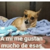 Perros que juzgan 13