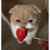 Gatitos randoms 10🤣😍 10