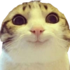 Gatos y algo mas 19