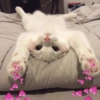 Gatitos_corazoncitos 12