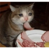 Gatos tristes 14