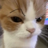😡🐱 GATOS ENOJADOS 🐱😡 22