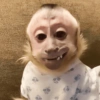 Macacos 7