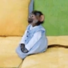 Macacos 8
