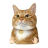 Cat meme reaction 🐈🆕 11